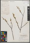 Foto von Salix petiolaris Sm.